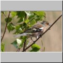 Fringilla coelebs - Buchfink m01.jpg